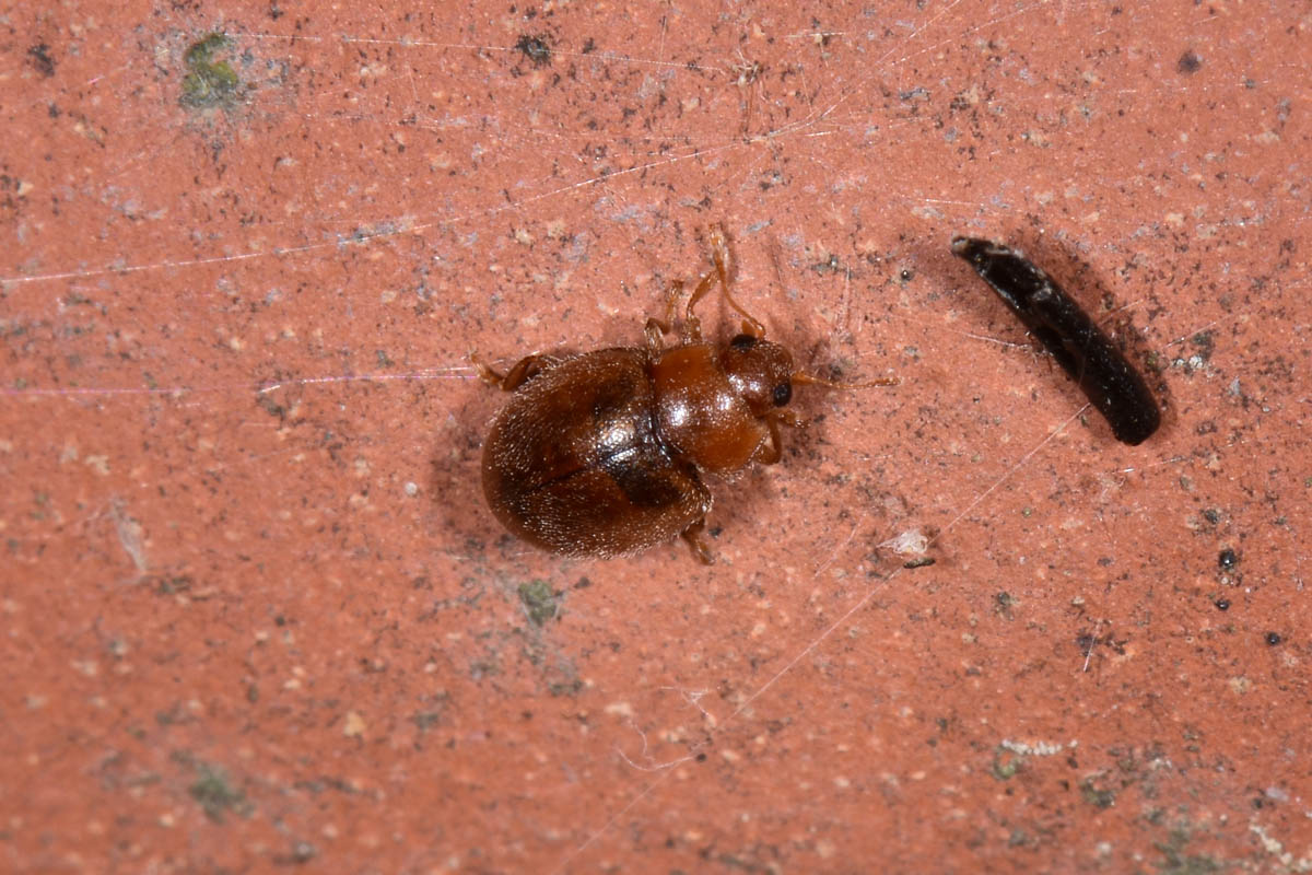 Coccinellidae: Rhyzobius litura